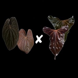 Anthurium RVDP x (Indo Portillae x Papillilaminum ‘X-One‘) - 2 germinated seeds