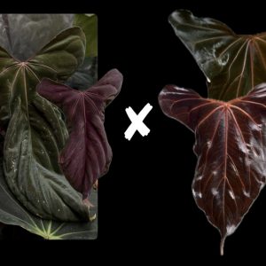 Anthurium Papillilaminum ‘Soul Reaper‘ S1 x (Indo Portillae x Papillilaminum ‘X-One‘) - 2 germinated seeds