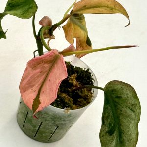 Philodendron Micans Pink Mint