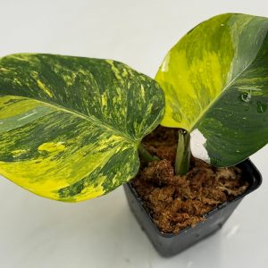 Philodendron White Wizard Tricolor