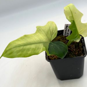 Philodendron Golden Dragon Mint Variegata