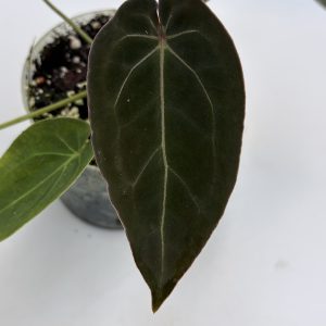 Anthurium Dark Lightning