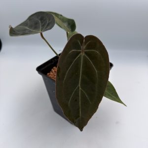 Anthurium Dark Lightning (2)