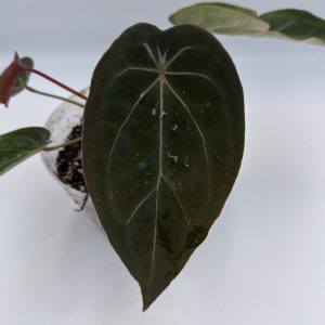 Anthurium Dark Lightning (3)