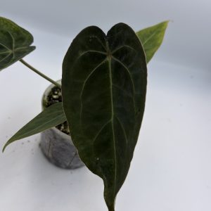 Anthurium Dark Lightning (4)