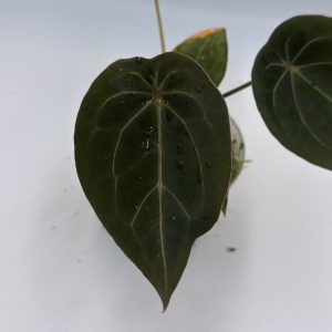 Anthurium Dark Lightning (5)