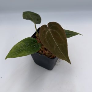 Anthurium Dark Lightning (8)