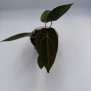 Anthurium Dark Lightning (7)