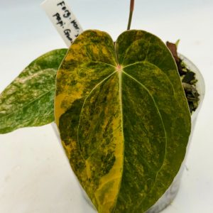 Anthurium Forgetii Variegata x Guna Yala Dark