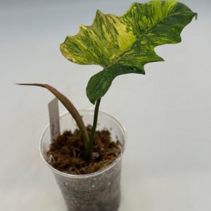 Philodendron (Florida Beauty x Mayoi Variegata) x Tortum