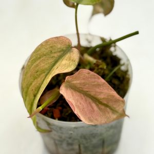 Philodendron Micans Pink Mint
