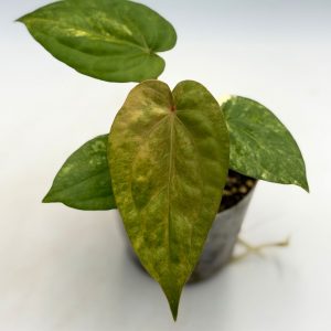 Anthurium Papillilaminum Variegata x Luxurians