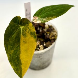 Anthurium Papillilaminum Variegata x Ralph Lynam (JV)