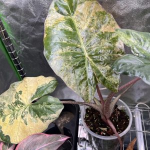 Alocasia Plumbea Nigra Golden Variegata
