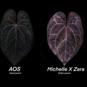 Anthurium AOS x (MxZ)