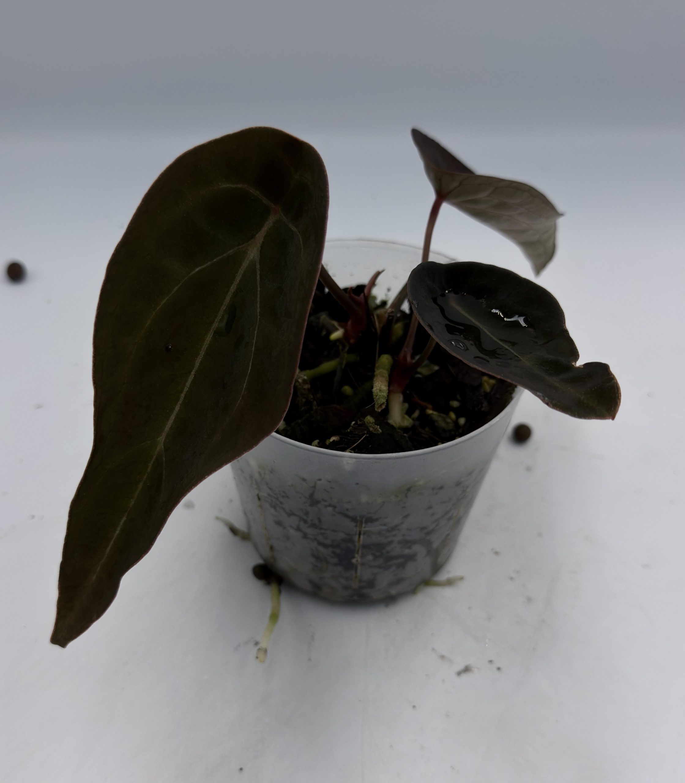 Anthurium Black Thunder (6) – Bild 4