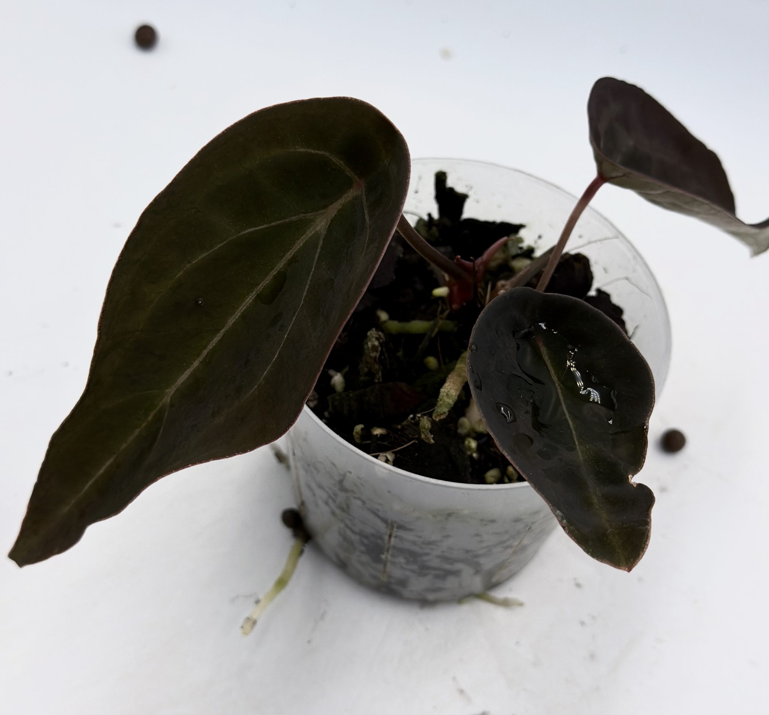 Anthurium Black Thunder (6) – Bild 2