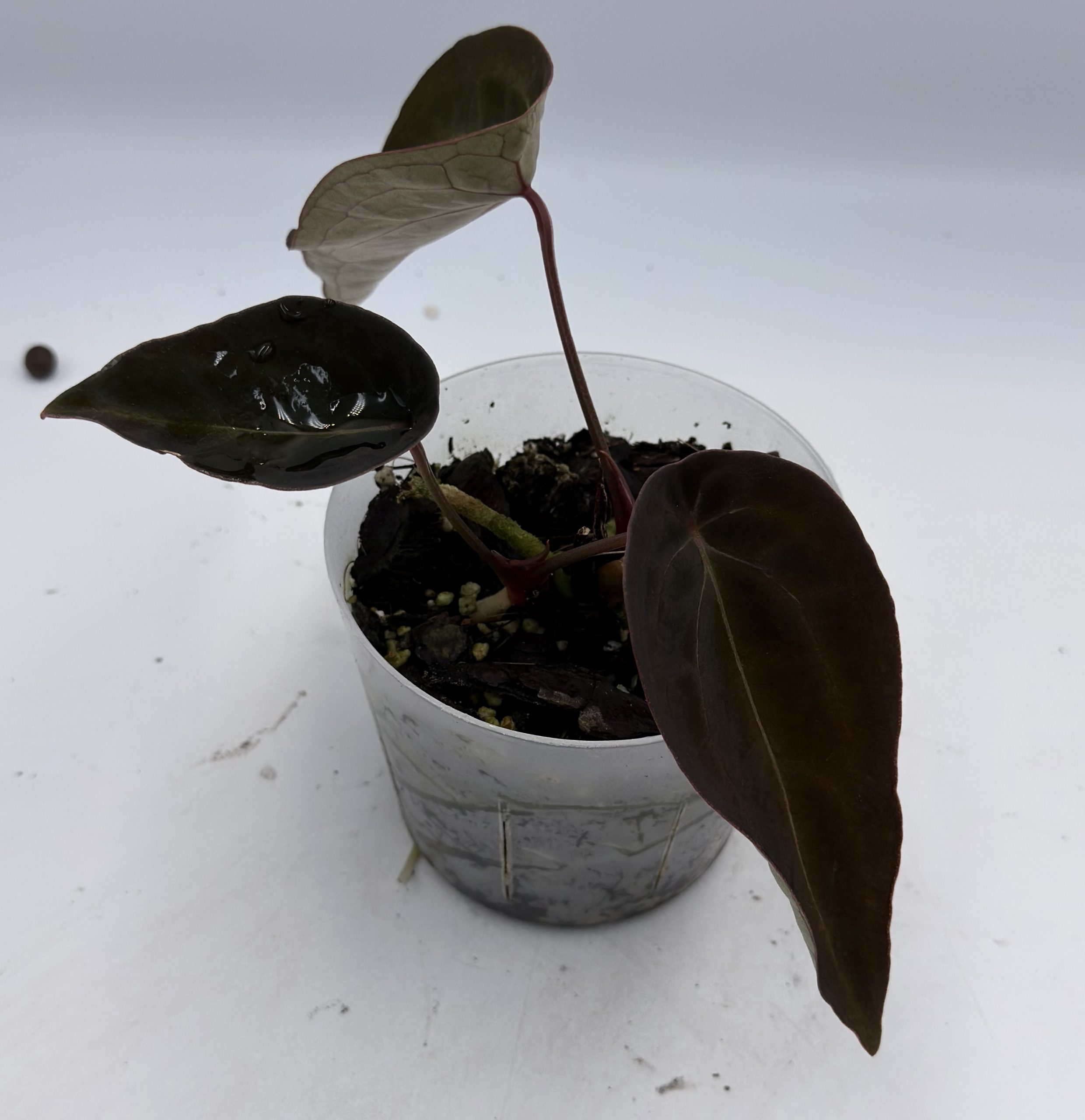 Anthurium Black Thunder (6) – Bild 3