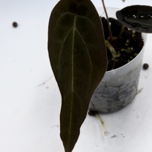 Anthurium Black Thunder (6)
