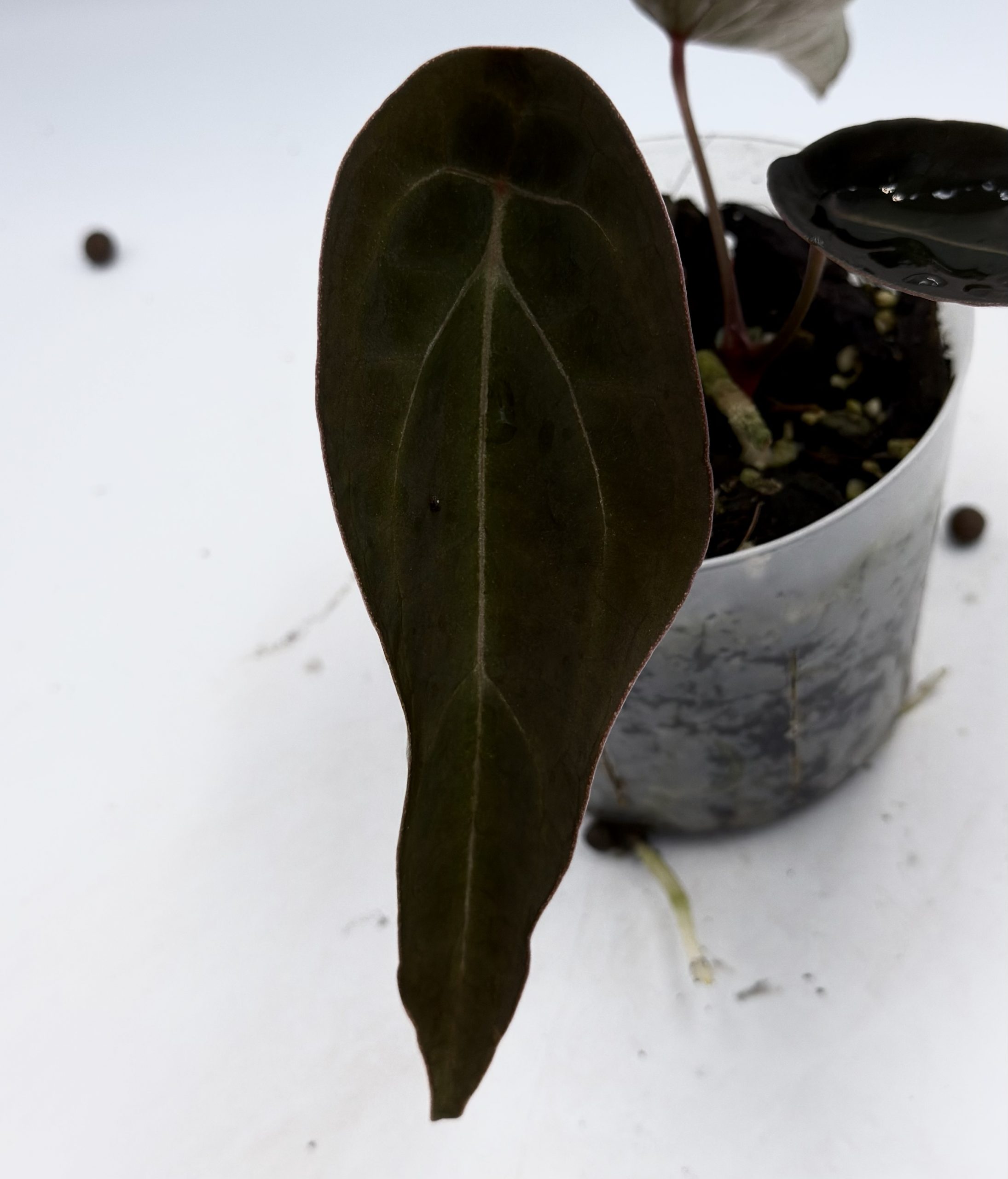 Anthurium Black Thunder (6)