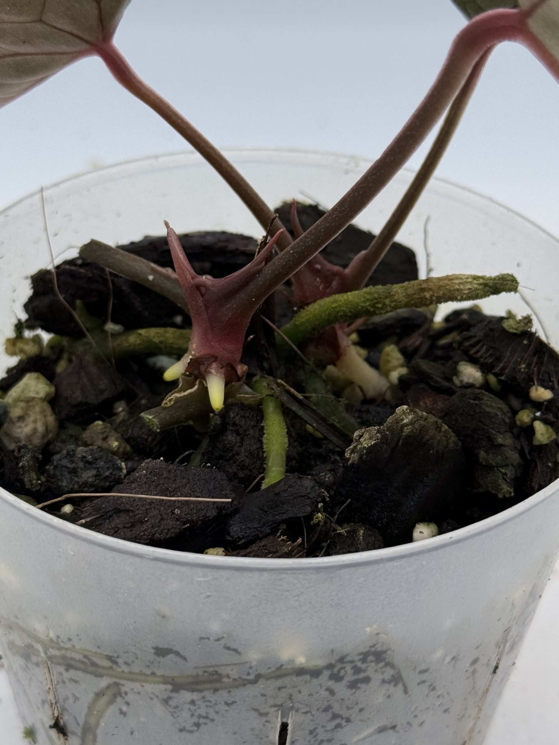 Anthurium Black Thunder (6) – Bild 7