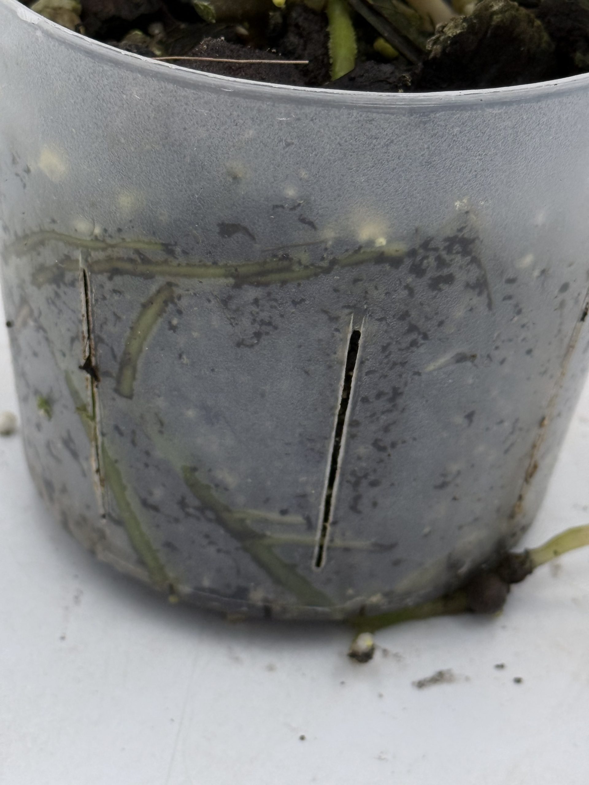 Anthurium Black Thunder (6) – Bild 6