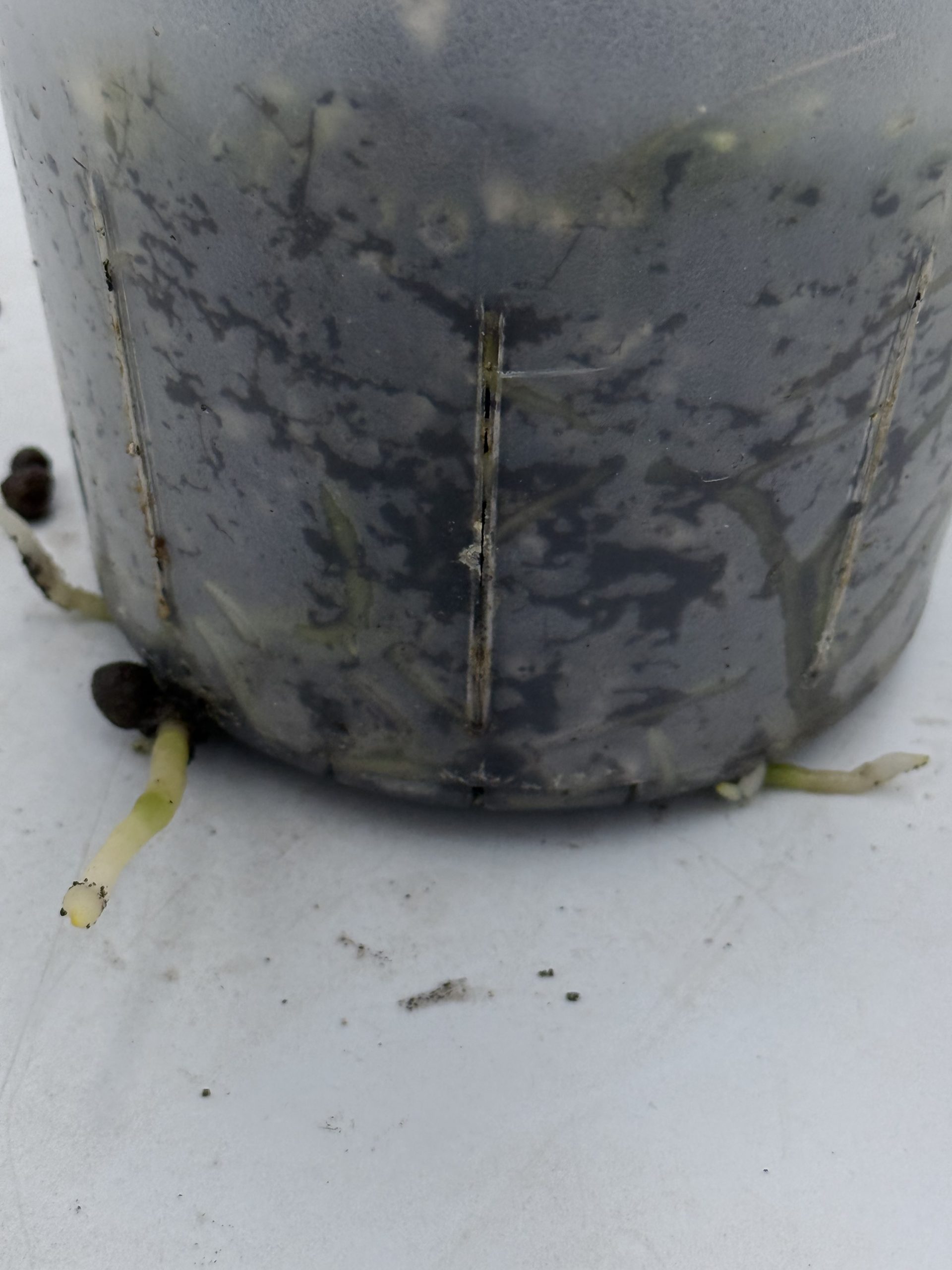 Anthurium Black Thunder (6) – Bild 5