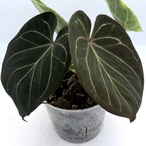 Anthurium King of Spades (2)