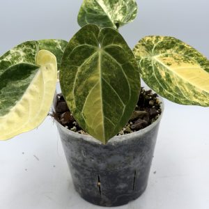 Anthurium Papillilaminum Variegata x Wendlingeri