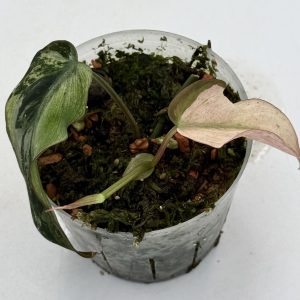 Philodendron Micans Pink Mint (01)