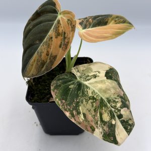 Philodendron Melanochrysum Orange Variegata