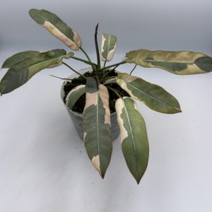 Philodendron Atabapoense Variegata