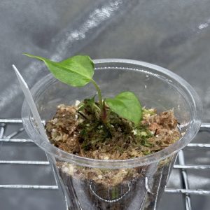 Anthurium (BVEP x Dorito Portillae) x DaH - Nr.1