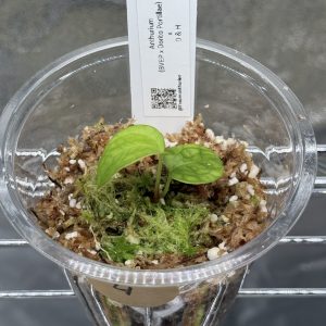 Anthurium (BVEP x Dorito Portillae) x DaH - Nr.4