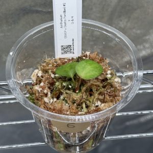 Anthurium (BVEP x Dorito Portillae) x DaH - Nr.6