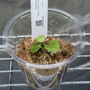 Anthurium (BVEP x Dorito Portillae) x DaH - Nr.7