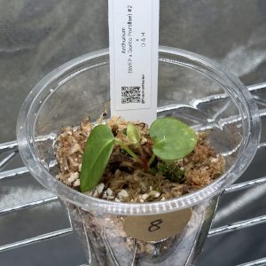 Anthurium (BVEP x Dorito Portillae) x DaH - Nr.8