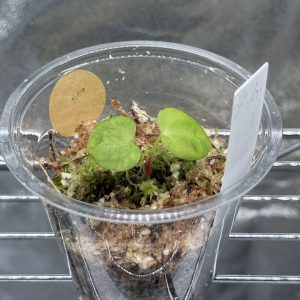 Anthurium (BVEP x Dorito Portillae) x DaH - Nr.9