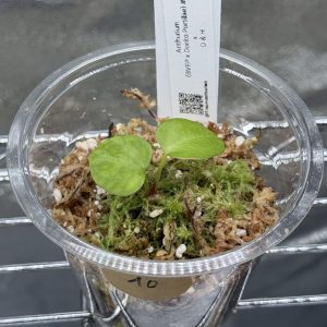 Anthurium (BVEP x Dorito Portillae) x DaH - Nr.10