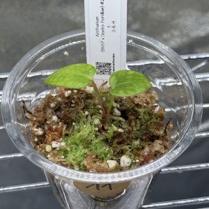 Anthurium (BVEP x Dorito Portillae) x DaH - Nr.11