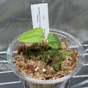 Anthurium (BVEP x Dorito Portillae) x DaH - Nr.12