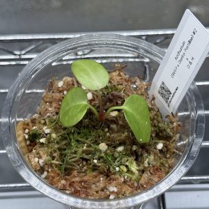 Anthurium (BVEP x Dorito Portillae) x DaH - Nr.13