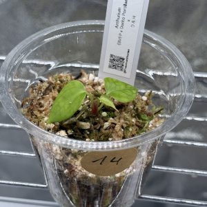 Anthurium (BVEP x Dorito Portillae) x DaH - Nr.14