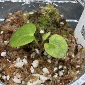 Anthurium (BVEP x Dorito Portillae) x DaH - Nr.15