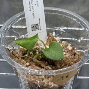 Anthurium (BVEP x Dorito Portillae) x DaH - Nr.16