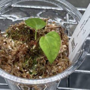 Anthurium (BVEP x Dorito Portillae) x DaH - Nr.17