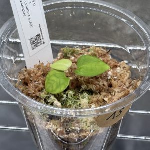 Anthurium (BVEP x Dorito Portillae) x DaH - Nr.18