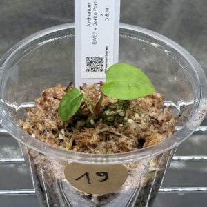 Anthurium (BVEP x Dorito Portillae) x DaH - Nr.19