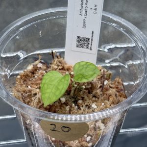 Anthurium (BVEP x Dorito Portillae) x DaH - Nr.20