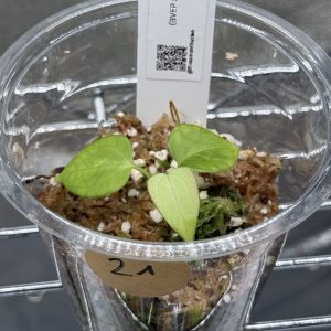 Anthurium (BVEP x Dorito Portillae) x DaH - Nr.21